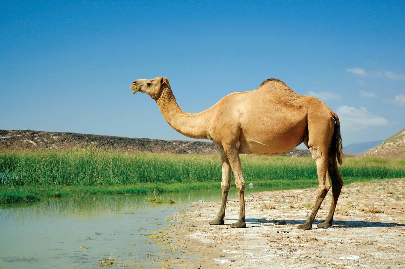 Arabian-dromedary-camel