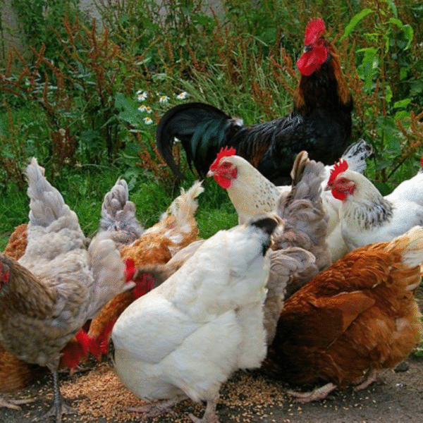 Kuroiler Chicken