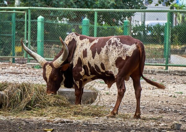 Ankole-Watusi Cow