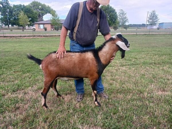1 Purebred Nubian - Bucks