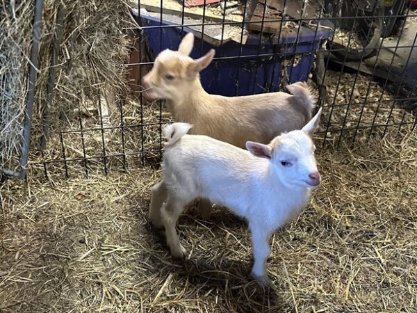 2 Alpine, Nigerian Dwarf - Kid - Does
