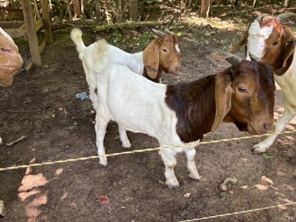 2Boer, Nigerian Dwarf - Bucks