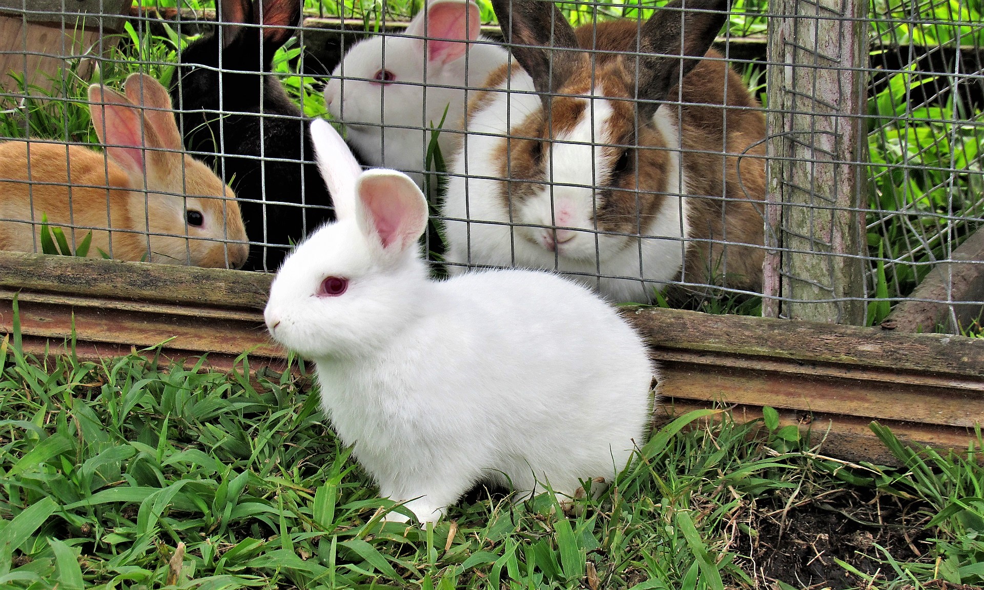 rabbit-3267568_1920-Pixabay-by-Ely-Penner-a